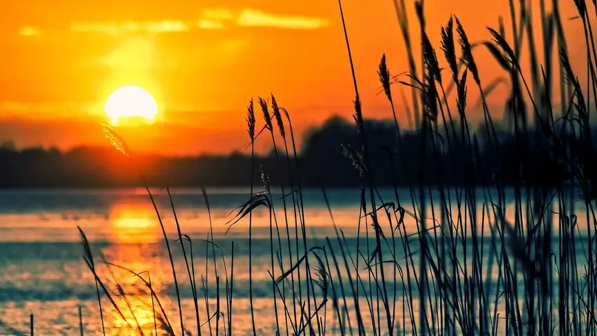 Sunset on a lake looking through weeds and reeds